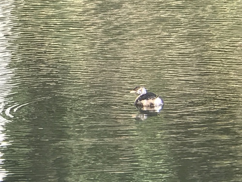 iNaturalist observation photo of Pied-billed Grebe