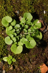 Cardamine hirsuta