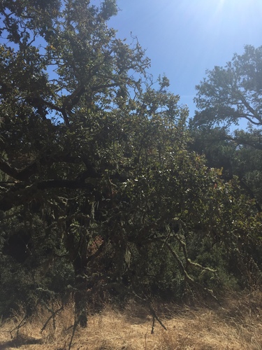 iNaturalist observation photo of blue oak