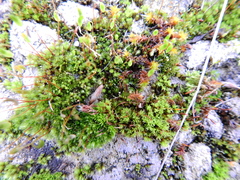 Ptychostomum capillare