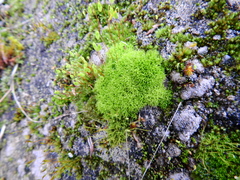 Barbula unguiculata