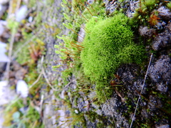 Barbula unguiculata