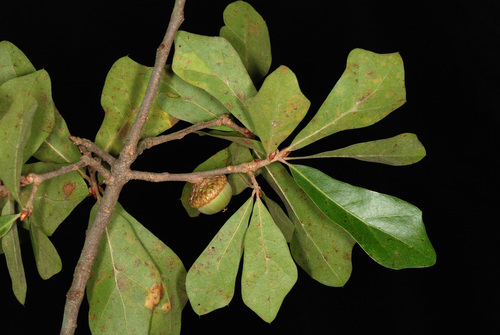 Quercus X caduca