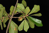 Quercus × caduca - Photo (c) Douglas Goldman, some rights reserved (CC BY-NC), uploaded by Douglas Goldman