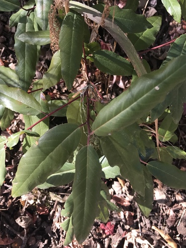 iNaturalist observation photo of coffeeberry