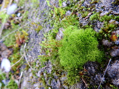 Barbula unguiculata