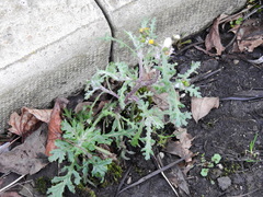 Senecio vulgaris