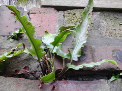 Asplenium scolopendrium