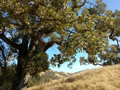 iNaturalist observation photo of valley oak