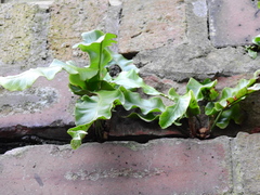 Asplenium scolopendrium