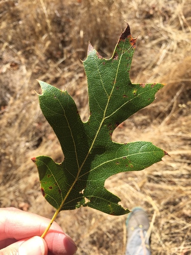 iNaturalist observation photo of California black oak