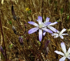 Brodiaea nana
