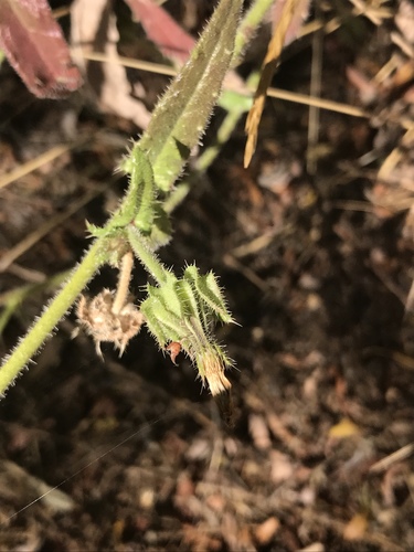 iNaturalist observation photo of bristly oxtongue