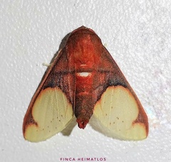 Pseudepimolis incarnata