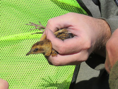 Coturnicops noveboracensis