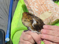 Coturnicops noveboracensis