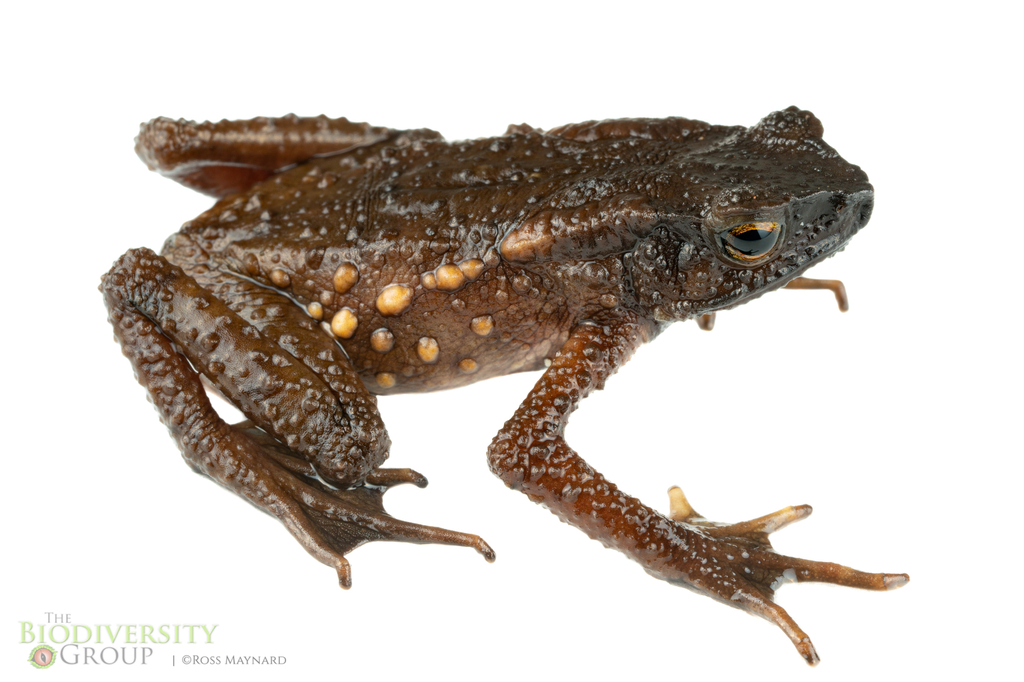 Tandayapa Andes Toad