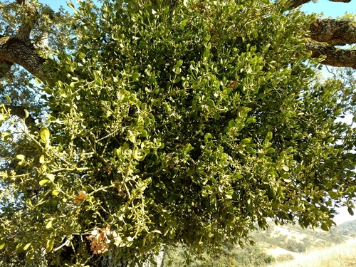 iNaturalist observation photo of oak mistletoe