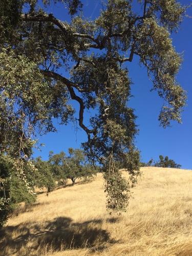 iNaturalist observation photo of valley oak