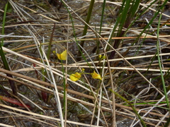 Utricularia ochroleuca