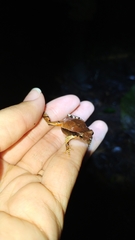 Physalaemus atlanticus