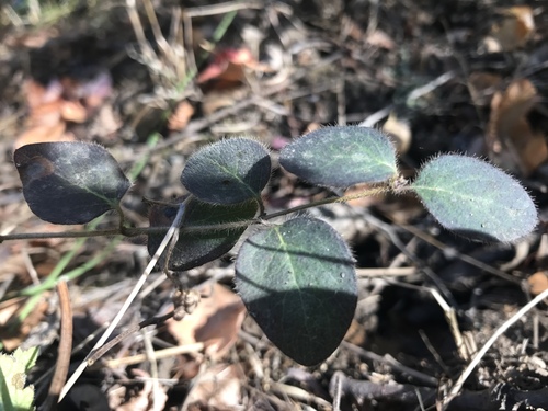 iNaturalist observation photo of Pink Honeysuckle