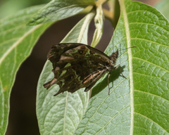 Daedalma inconspicua