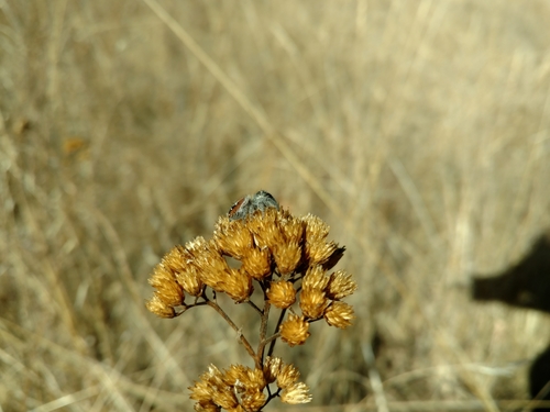 iNaturalist observation photo of Johnson's Jumping Spider
