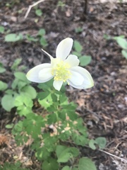 Aquilegia coerulea