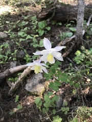 Aquilegia coerulea