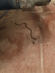 Phalotris lemniscatus