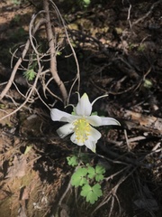 Aquilegia coerulea