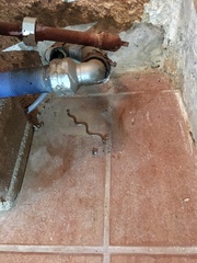 Phalotris lemniscatus