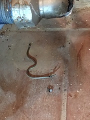 Phalotris lemniscatus