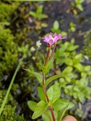 Epilobium alsinifolium