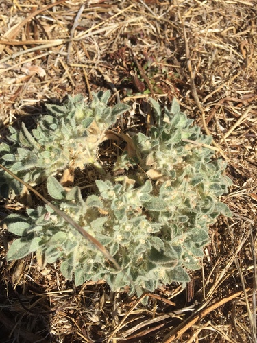 iNaturalist observation photo of turkey mullein