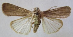 Spodoptera frugiperda