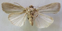 Spodoptera frugiperda