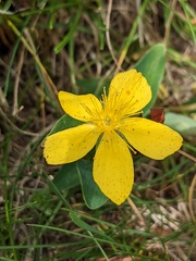 Hypericum richeri