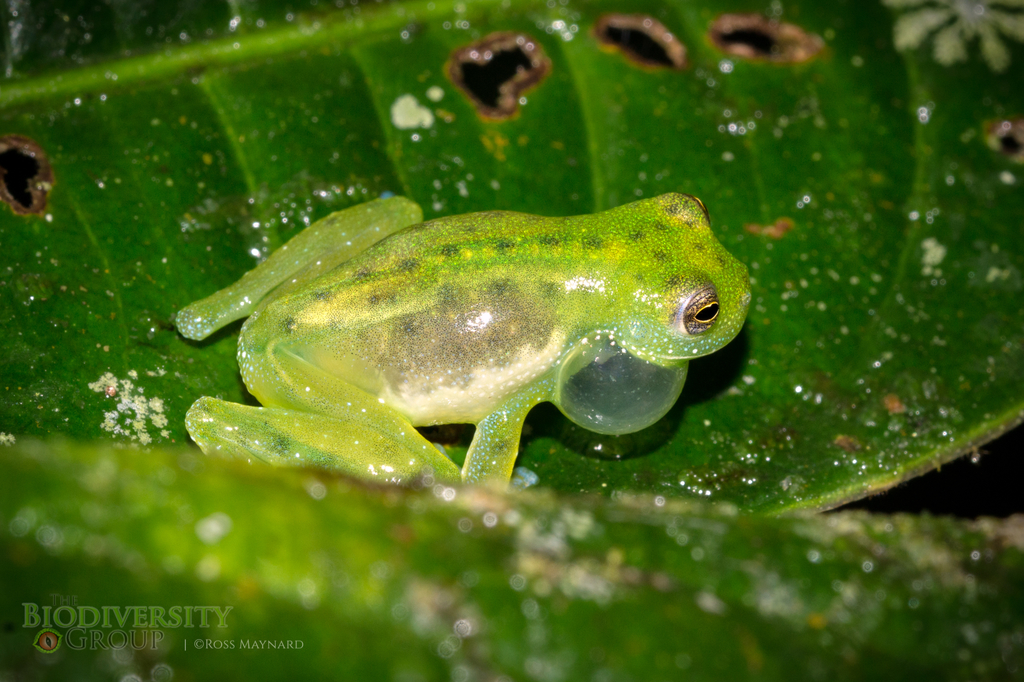 Dappled Glassfrog