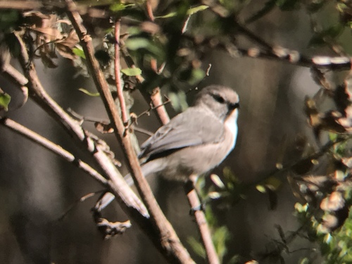 iNaturalist observation photo of Bushtit