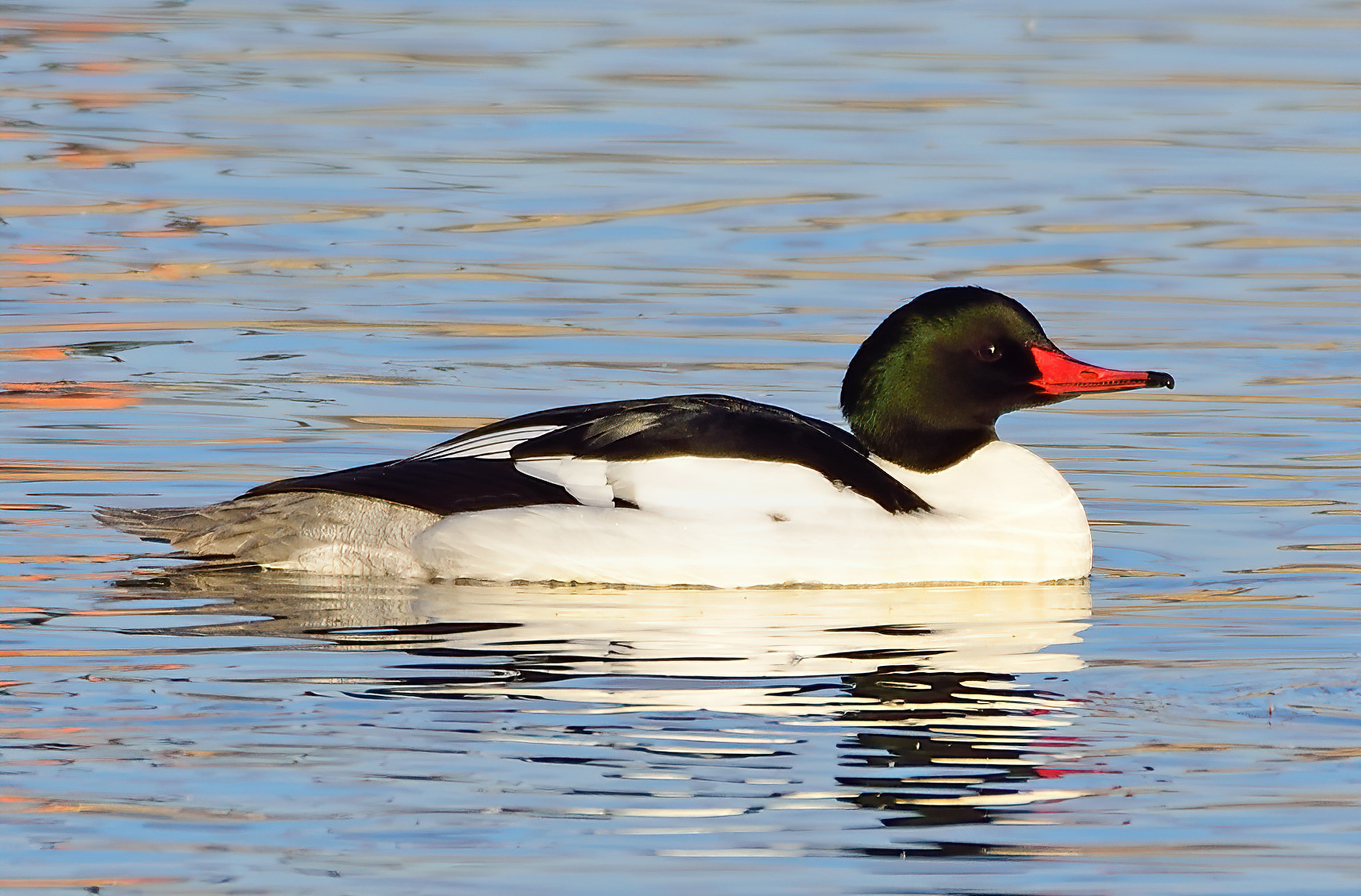 common merganser drake