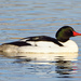 Common Merganser - Photo (c) Ad Konings, some rights reserved (CC BY-NC), uploaded by Ad Konings