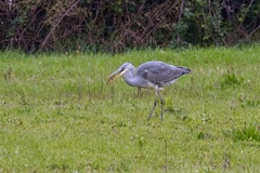Ardea cinerea