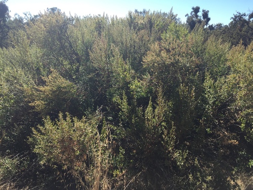 iNaturalist observation photo of coyote brush