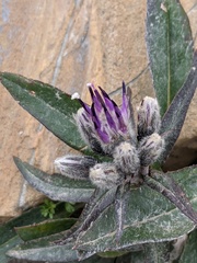 Saussurea depressa
