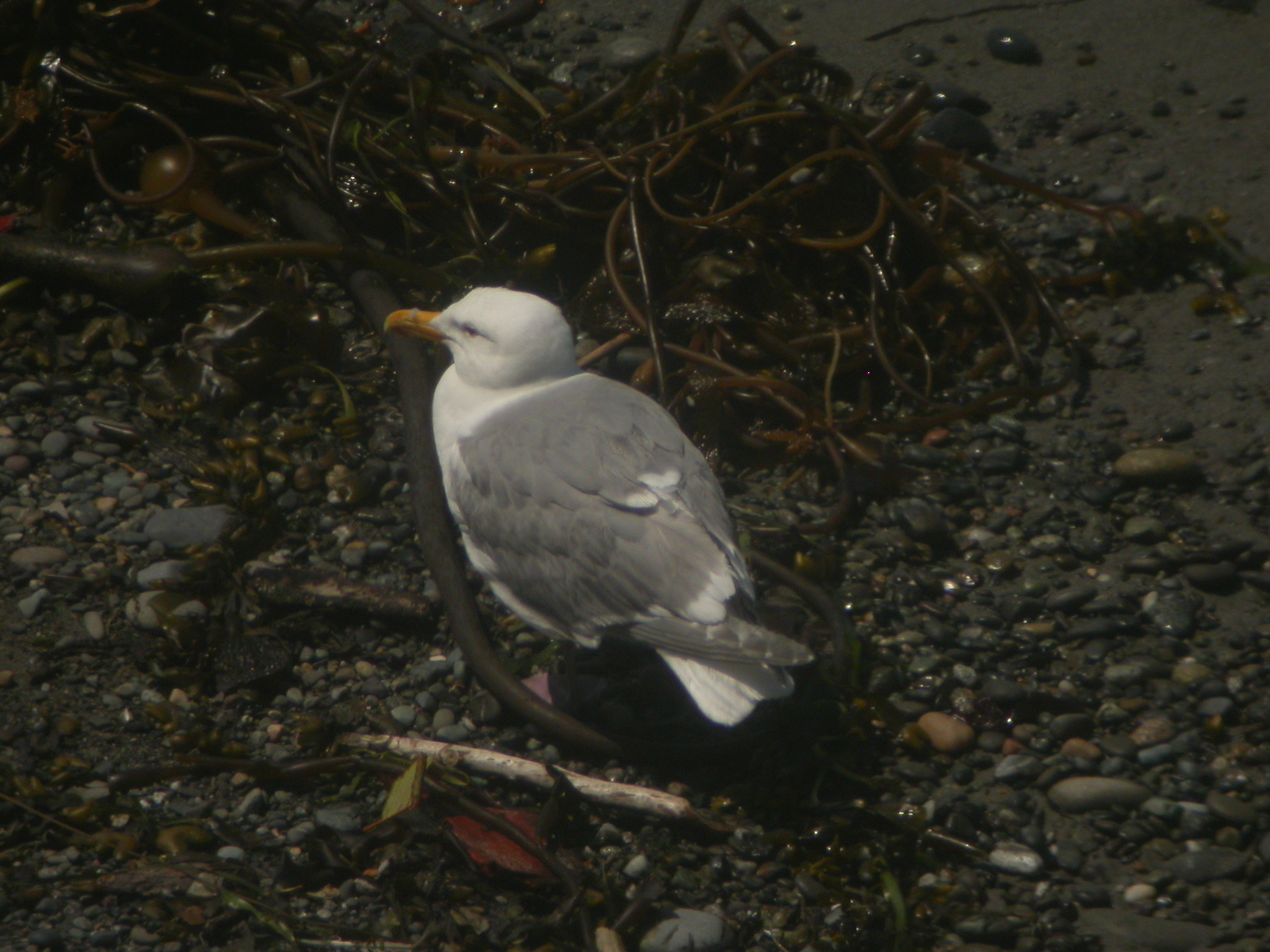 Glaucous-winged Gull