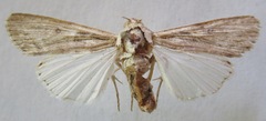 Spodoptera albula