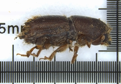 Ips calligraphus