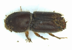 Ips calligraphus